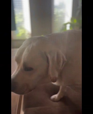 堂々とテーブルに登るレトちゃん