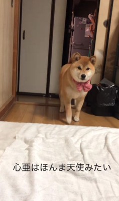 心配そうに登場