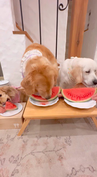 スイカを黙々と食べる茶色い犬