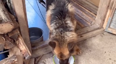 鎖に繋がれて食事する犬