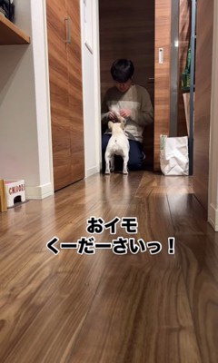 散歩に連れて行きたいお父さんVSマルちゃん8