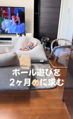 赤ちゃんを遊びに誘うらんちゃん2