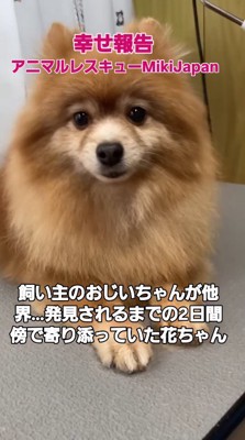 伏せをしてカメラを見つめる犬