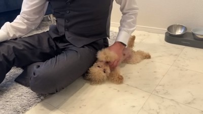 お腹を見せる小殿くん