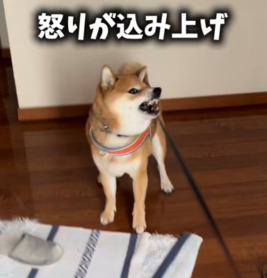 左を向いて吠えている柴犬