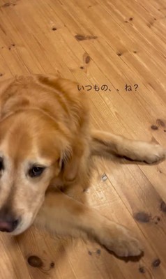 レアくんと赤ちゃんの寝る前の日課3