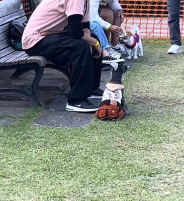 撫でられ待ちの陽菜ちゃん