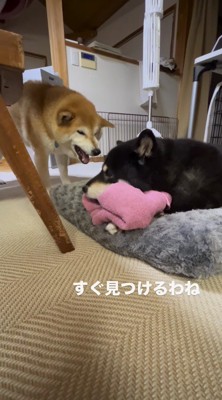 息子犬から視線を外す母犬