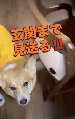 「行ってらっしゃい〜」