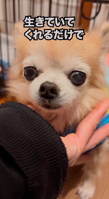 飼い主に撫でられる犬