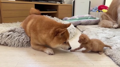 みんなでお世話しているそう