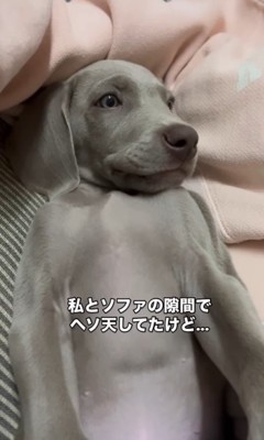 ジョージくんのヘソ天2