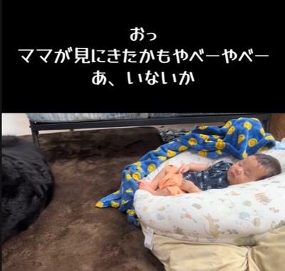 赤ちゃんを起こしたいとらじろう君8