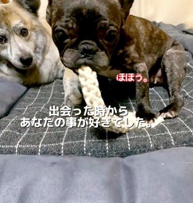 他の犬のそばでおもちゃを咥えるフレンチフルドッグ