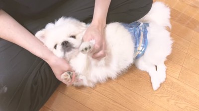 甘えるぷんちくん