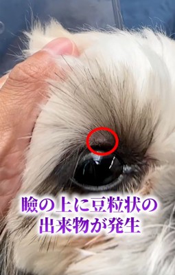 目の上にぶつぶつができたココちゃん