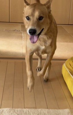 こちらへ走ってくる犬