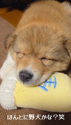 天使の寝顔♡