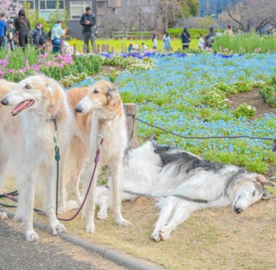 末っ子がとんでもない姿に!