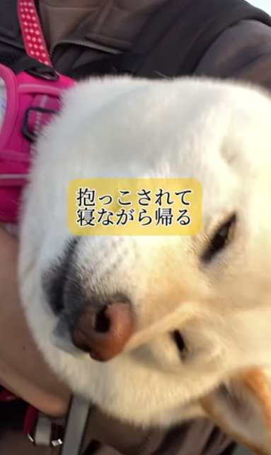 抱っこされたまま眠る柴犬