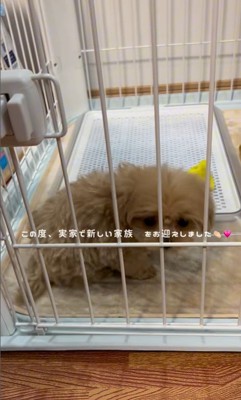 ぷぅちゃんとうみちゃんの初対面2