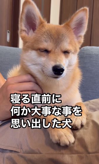 ウトウトと眠たそうなオルちゃん