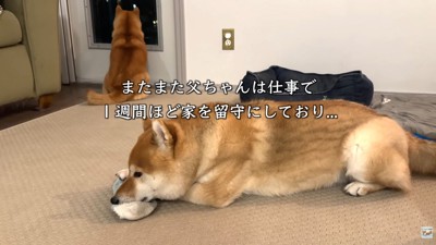 パパさんが留守にしている間の2匹