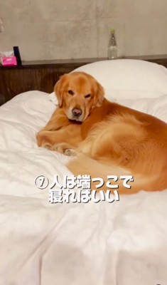 ベッドの真ん中に居座る大型犬