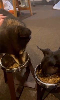 「マテ」をするコメ助くんと豆福くん⑩