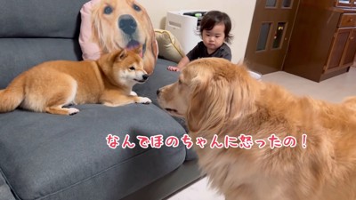 「なんで吠えるの！」