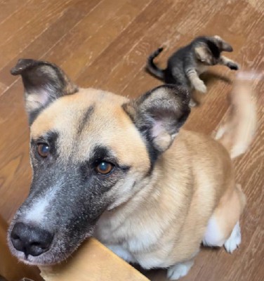 優しいわんこにほのぼの♡