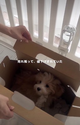 箱に入った子犬