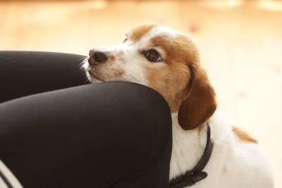 膝の間に顎を乗せる犬