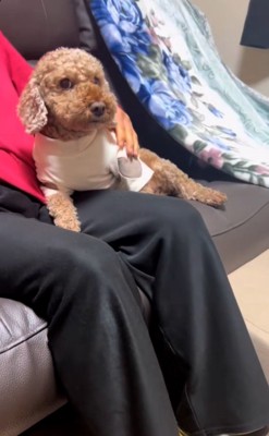 得意顔の茶々丸くん