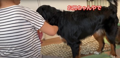 抱っこされている新生児に顔を近づける大型犬「お兄ちゃんやで」