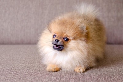 唸るポメの子犬