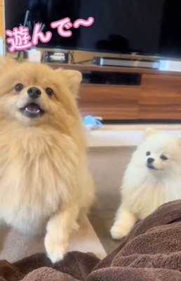 遊んでほしいキャシーちゃん