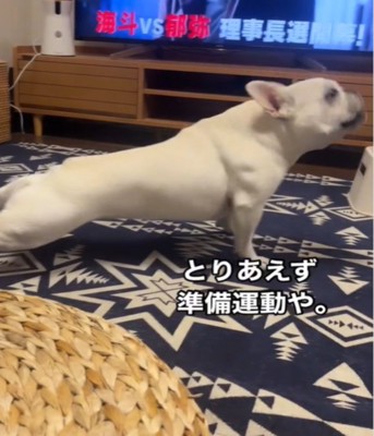 伸びをする犬