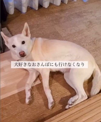 サニーちゃんを車いすに乗せたら2