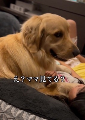 横目でチラ見する大型犬