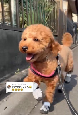 上手に歩けています♪