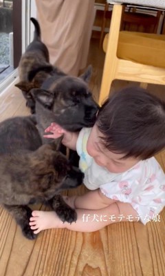 官兵衛くんの子犬たちと赤ちゃん5