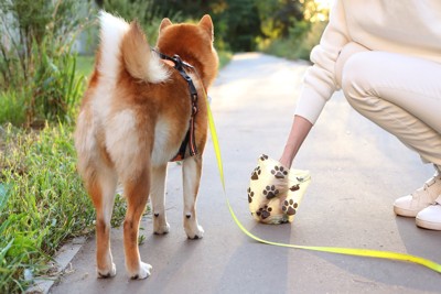 柴犬とウンチを拾う飼い主さん