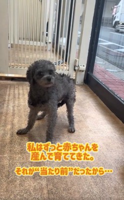 カメラ目線のレモンちゃん