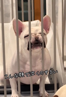 鳴く犬