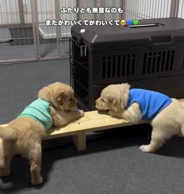 木の枠の上で見つめ合う子犬たち