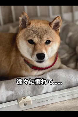 カメラ目線のすももちゃん