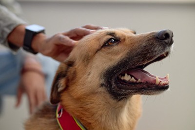 飼い主に撫でられて満足そうな犬