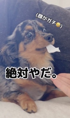 絶対に返さないという強い意志