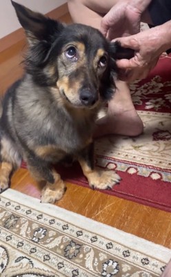 また上目遣いになるマックくん